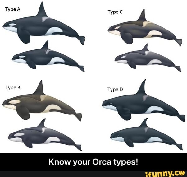 Type TypeB TypeD Know your Orca types! Type A - Know your Orca types ...