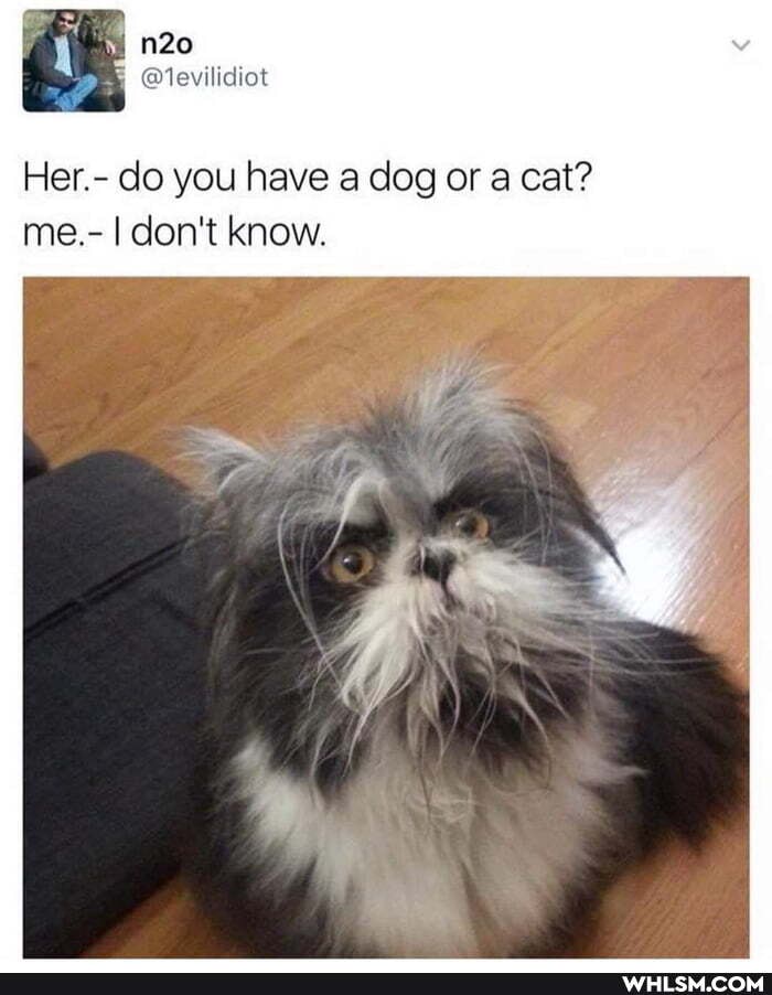 Her.- do you have a dog or a cat? me.- I don't know.