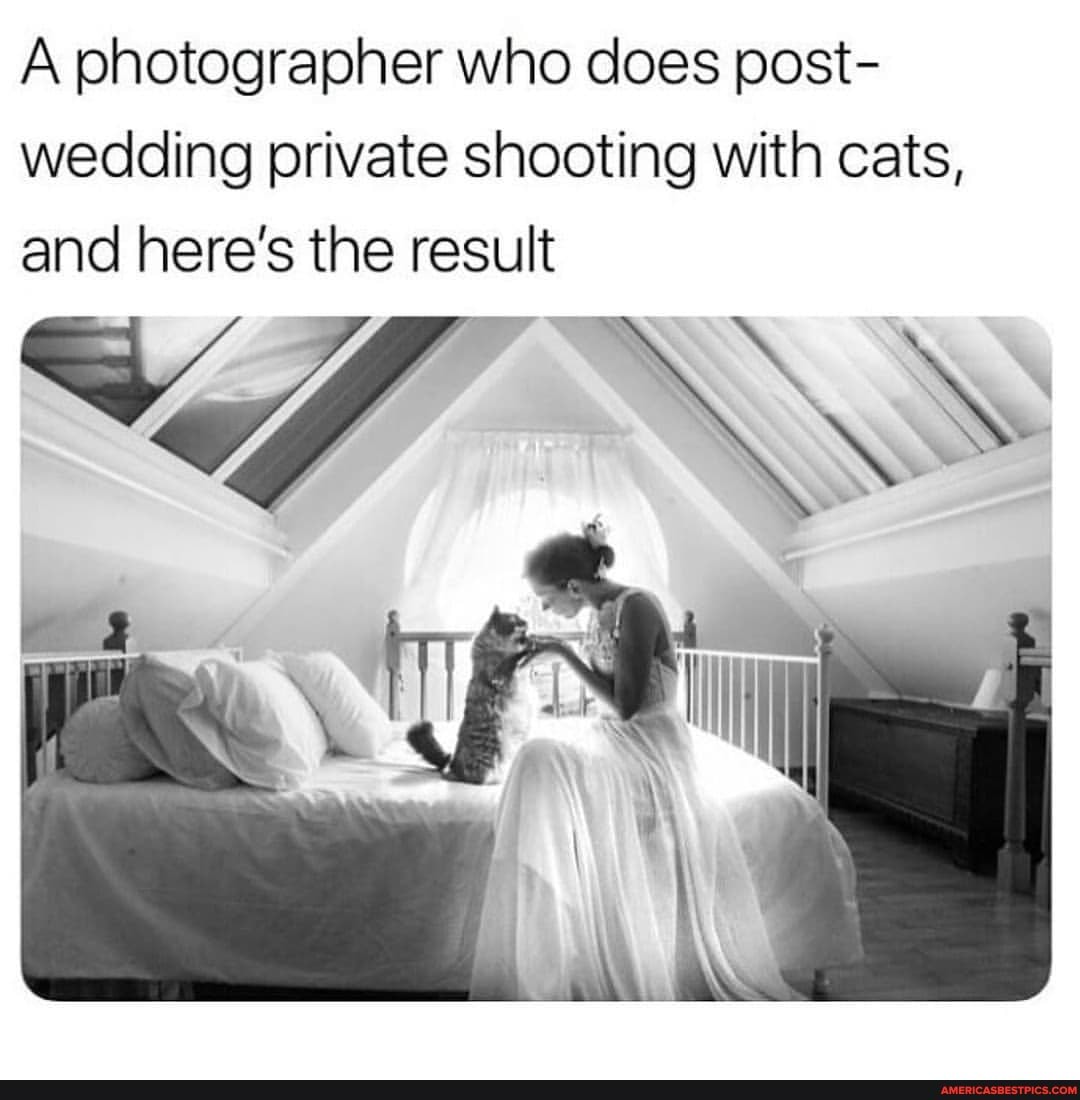 A photographer who does post- wedding private shooting with cats, and here's the result