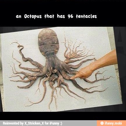 an Octopus that has 96 tentacles