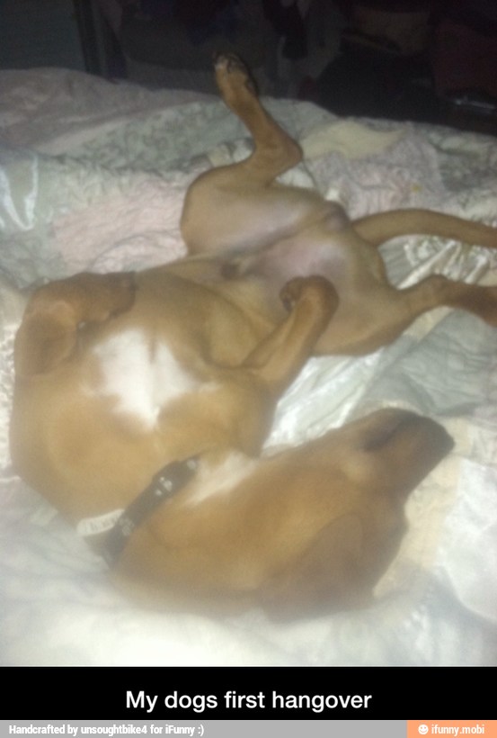 My dogs first hangover - My dogs first hangover