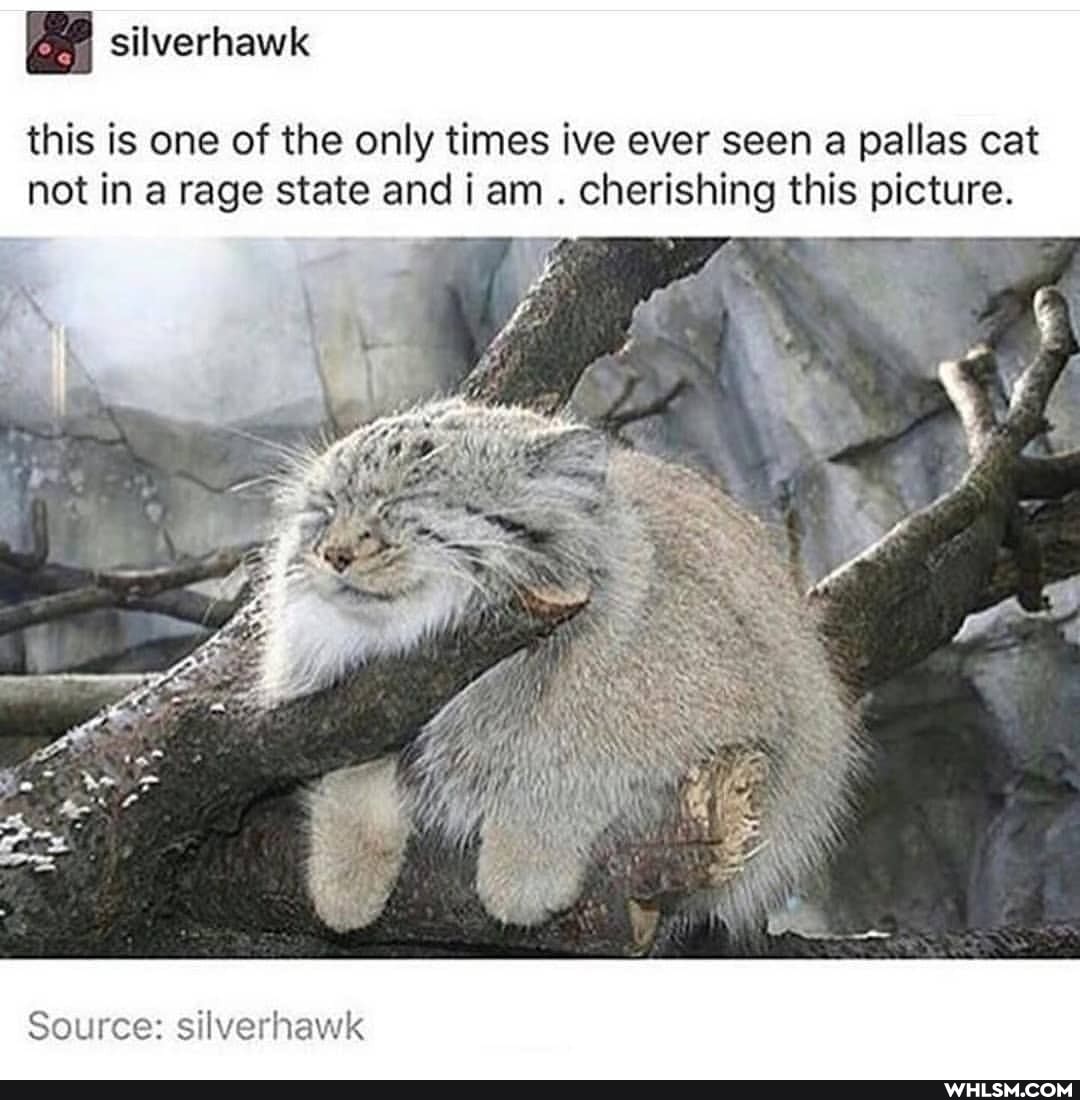 this is one of the only times ive ever seen a pallas cat not in a rage state and i am . cherishing this picture.
an
Source: silverhawk