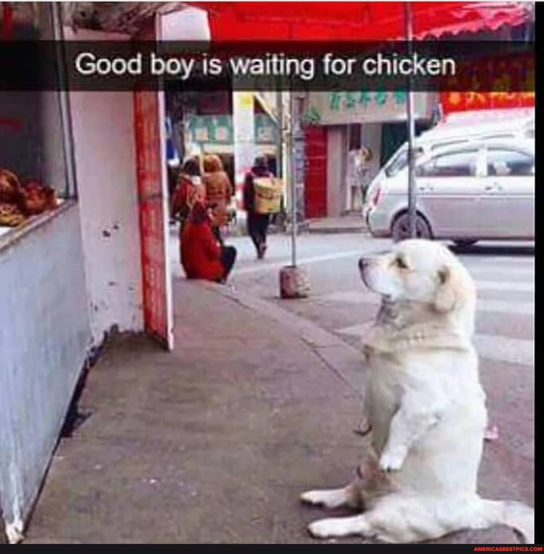 Good boy is waiting for chicken