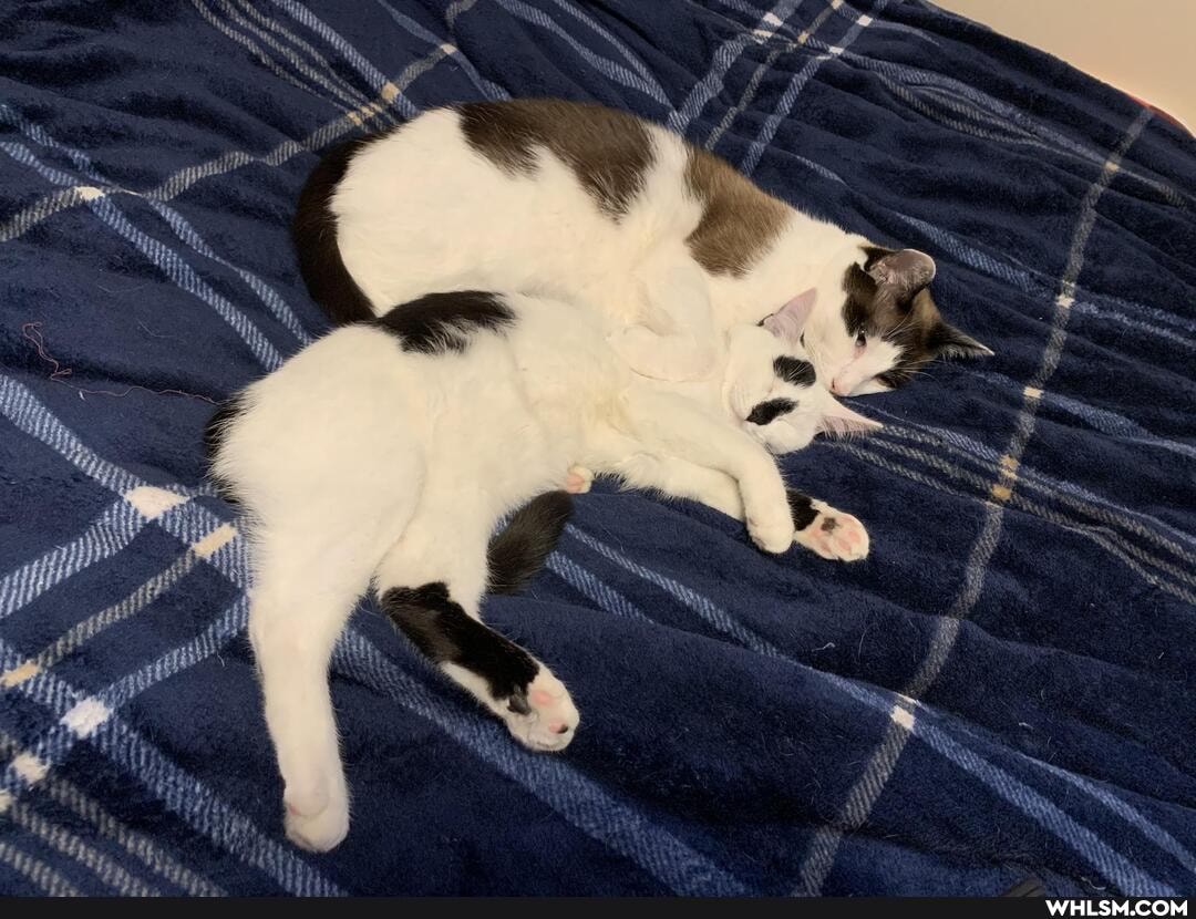 cat, aww, kitten