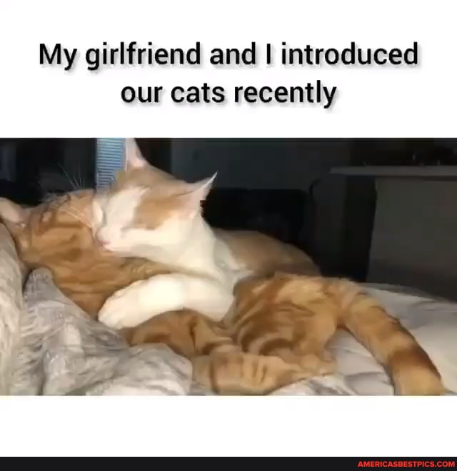 My girlfriend and I introduced our cats recently