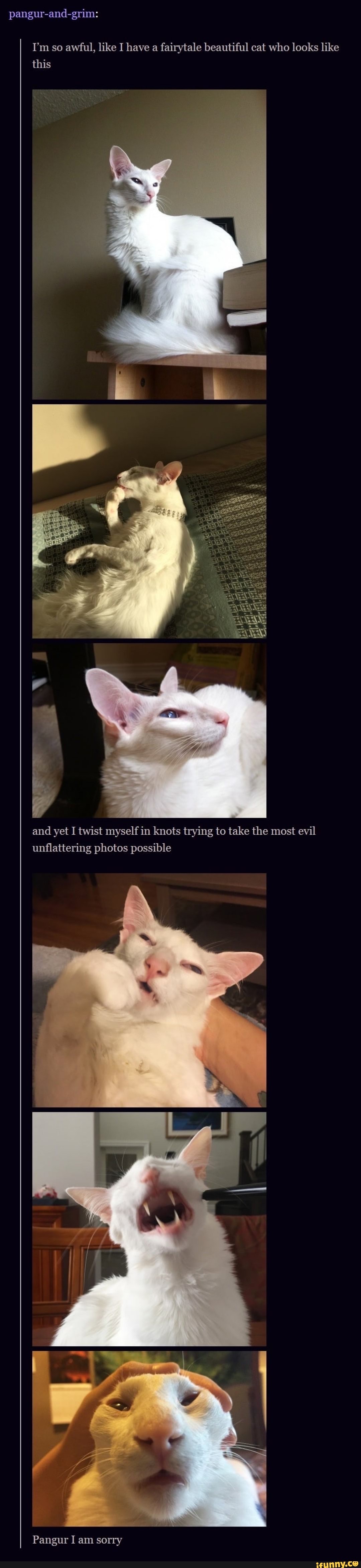 pangur-and-grim:
I'm so awful, like I have a fairytale beautiful cat who looks like this
and yet I twist myself in knots trying to take the most evil unflattering photos possible
Pangur I am sorry