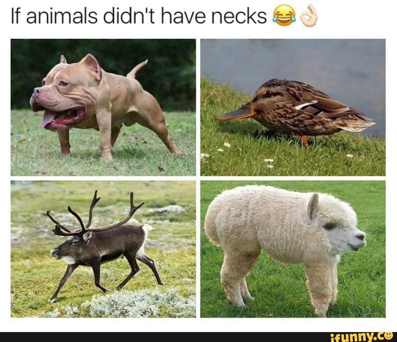 If animals didn't have necks