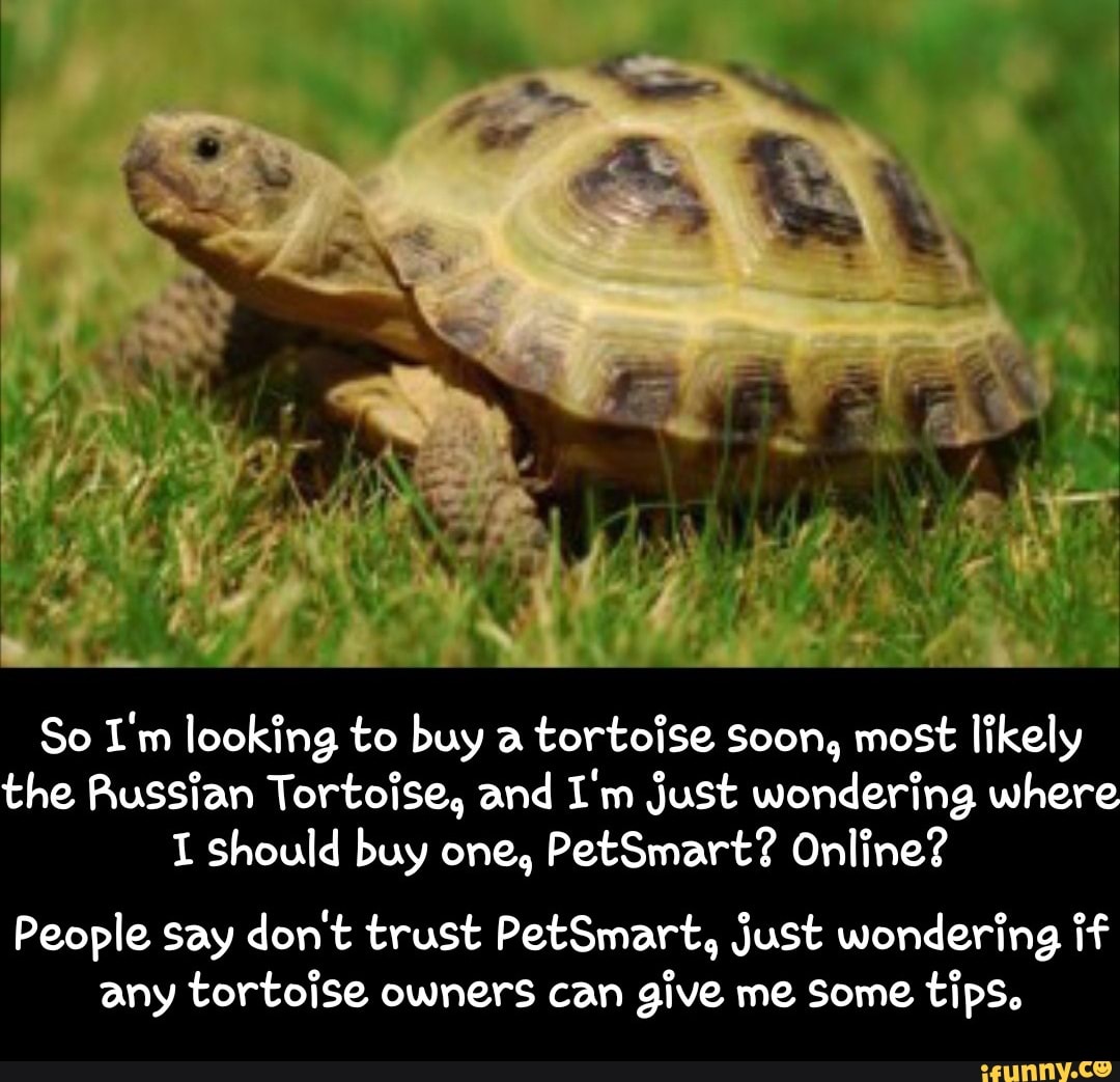 russian tortoise petsmart