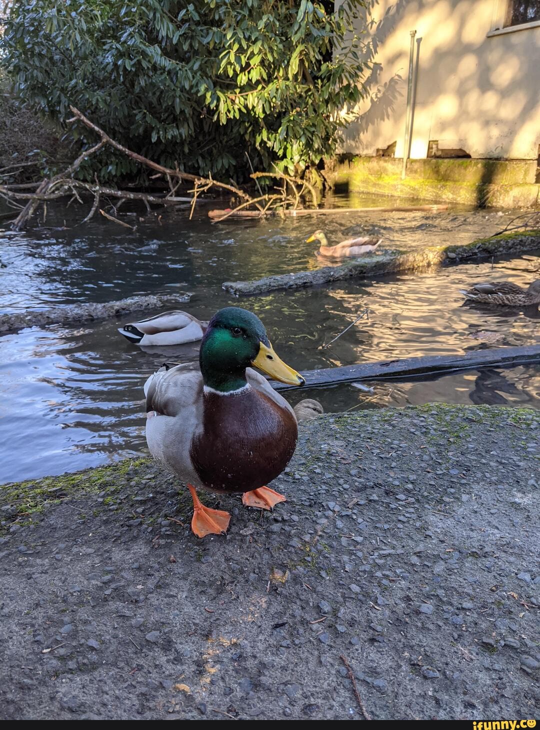 What's the difference between a duck? iFunny