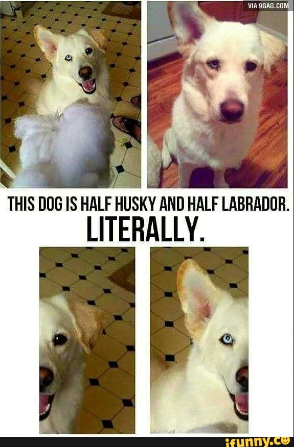 VIA 9GAG COM THIS DOG IS HALF HUSKY AND HALF LABRADOR LITERALLY IFunny   6e766ea04e56cf261aadf1775096eeaa570952177c8ae6b6c8a4ec36e9032ecf 1 