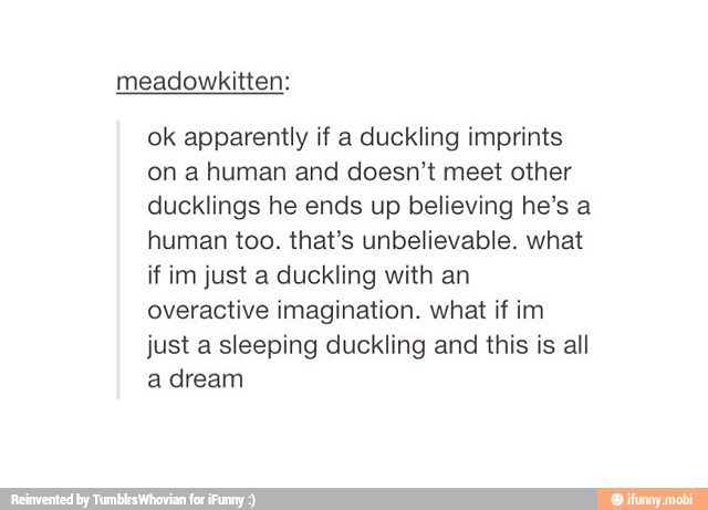ok apparently if a duckling imprints
on a human and doesn't meet other
ducklings he ends up believing he's a
human too. that's unbelievable. what
if im just a duckling with an
overactive imagination. what if im
just a sleeping duckling and this is all
adream