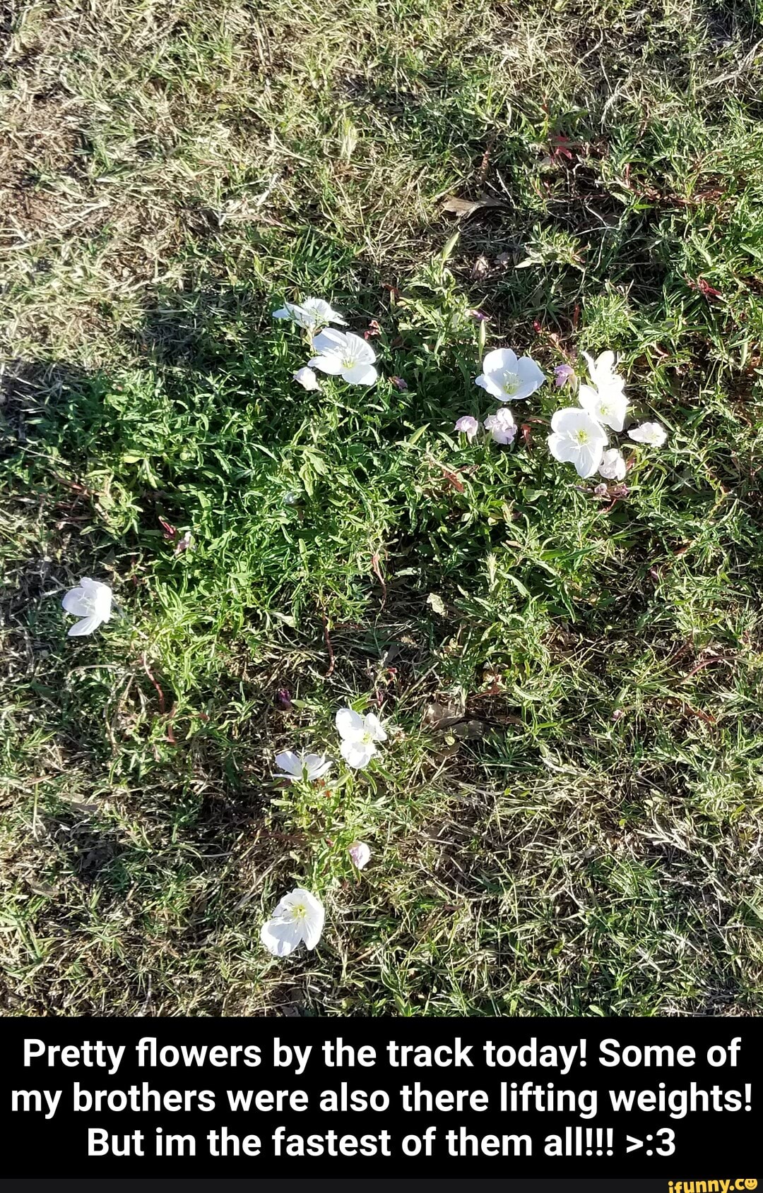 Pretty
my brothers were also there lifting weights!
But im the fastest of them all!!! >:3 - Pretty flowers by the track today! Some of my brothers were also there lifting weights! But im the fastest of them all!!! >:3