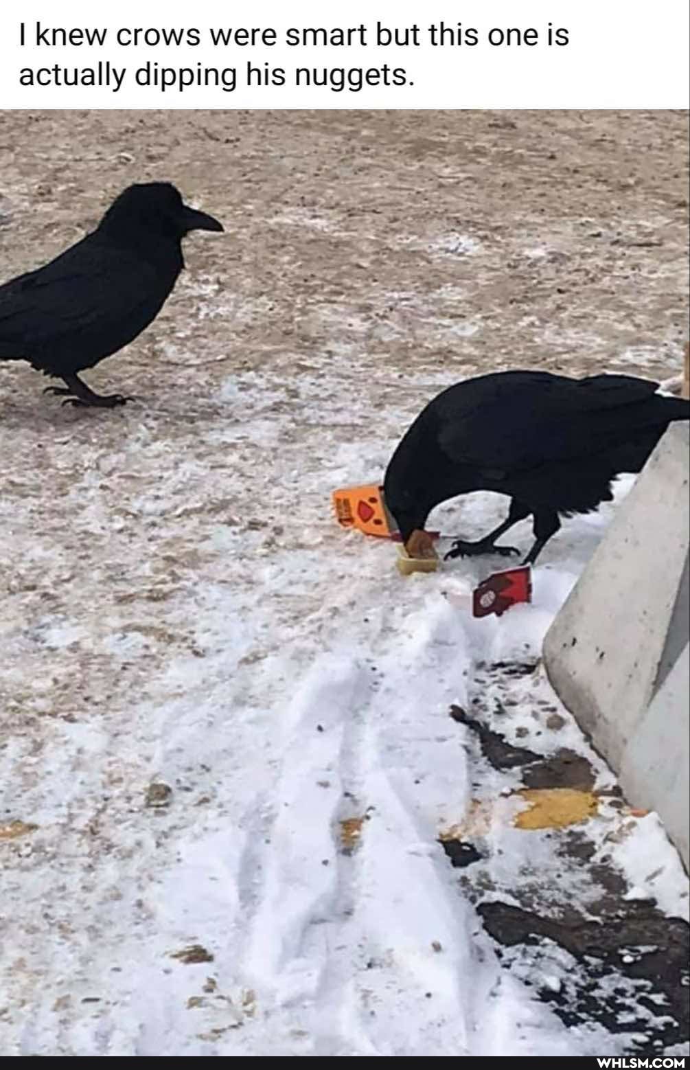 I knew crows were smart but this one is actually dipping his nuggets.