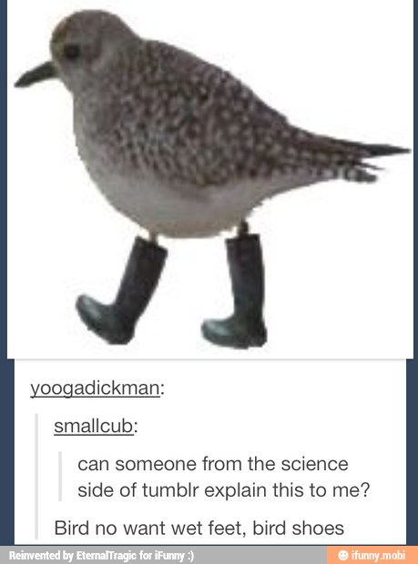 yoogadickman:
can someone from the science
side of tumblr explain this to me?
Bird no want wet feet, bird shoes