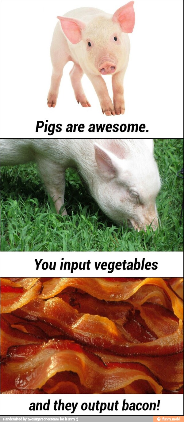 ANY'
Pigs are awesome.