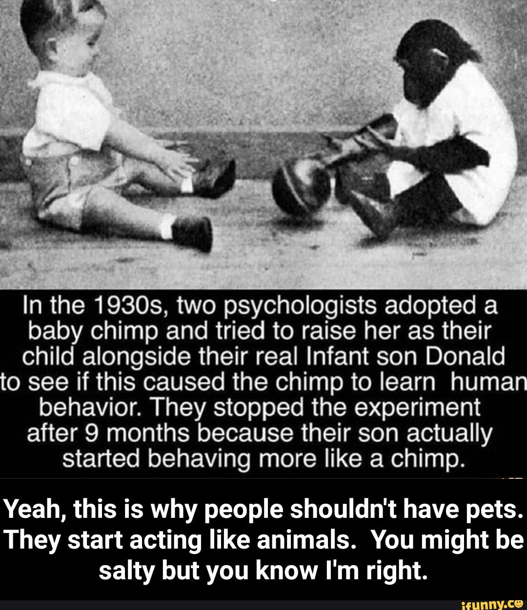 In The 1930s, Two Psychologists Adopted A Baby Chimp And Tried To Raise ...