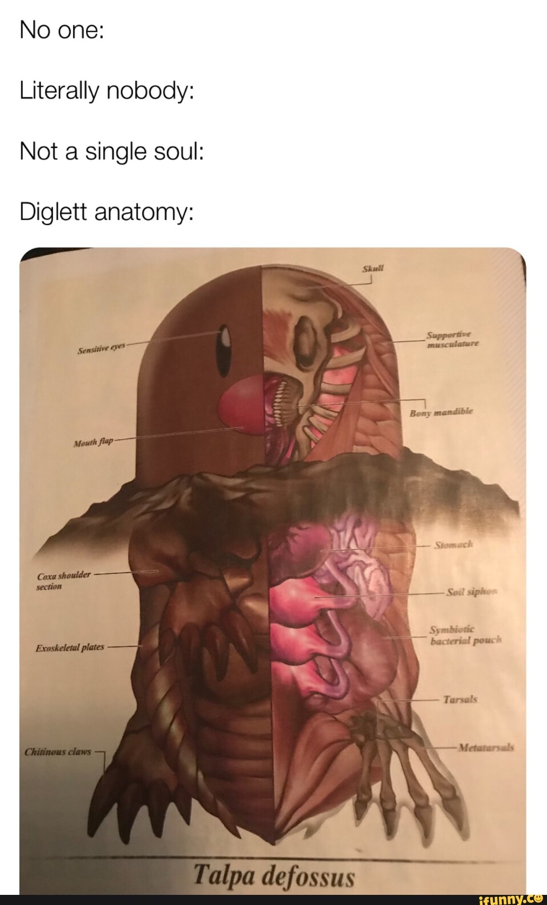 No one: Literally nobody: Not a single soul: Diglett anatomy.