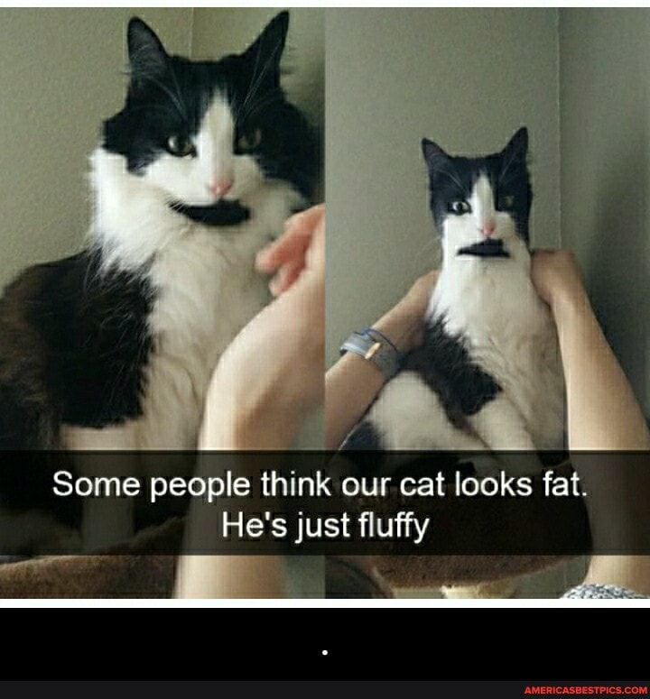 Some people think our cat looks fat.
He's just fluffy - .