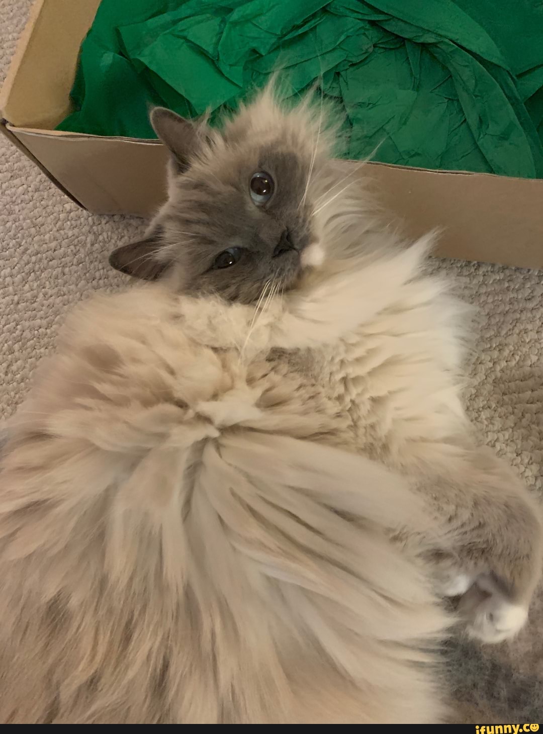 cat, cats