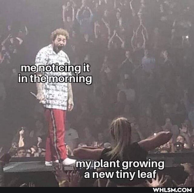 metioticn it
my plant growing anew tiny leaf