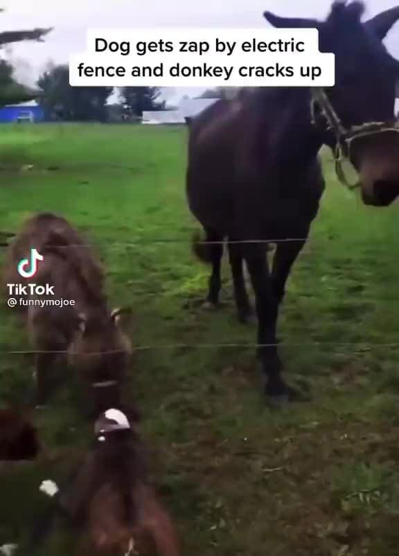Dog gets zap by electric fence and donkey cracks up TikTok funnymojoe )