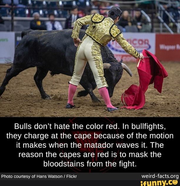 why bulls hate red color