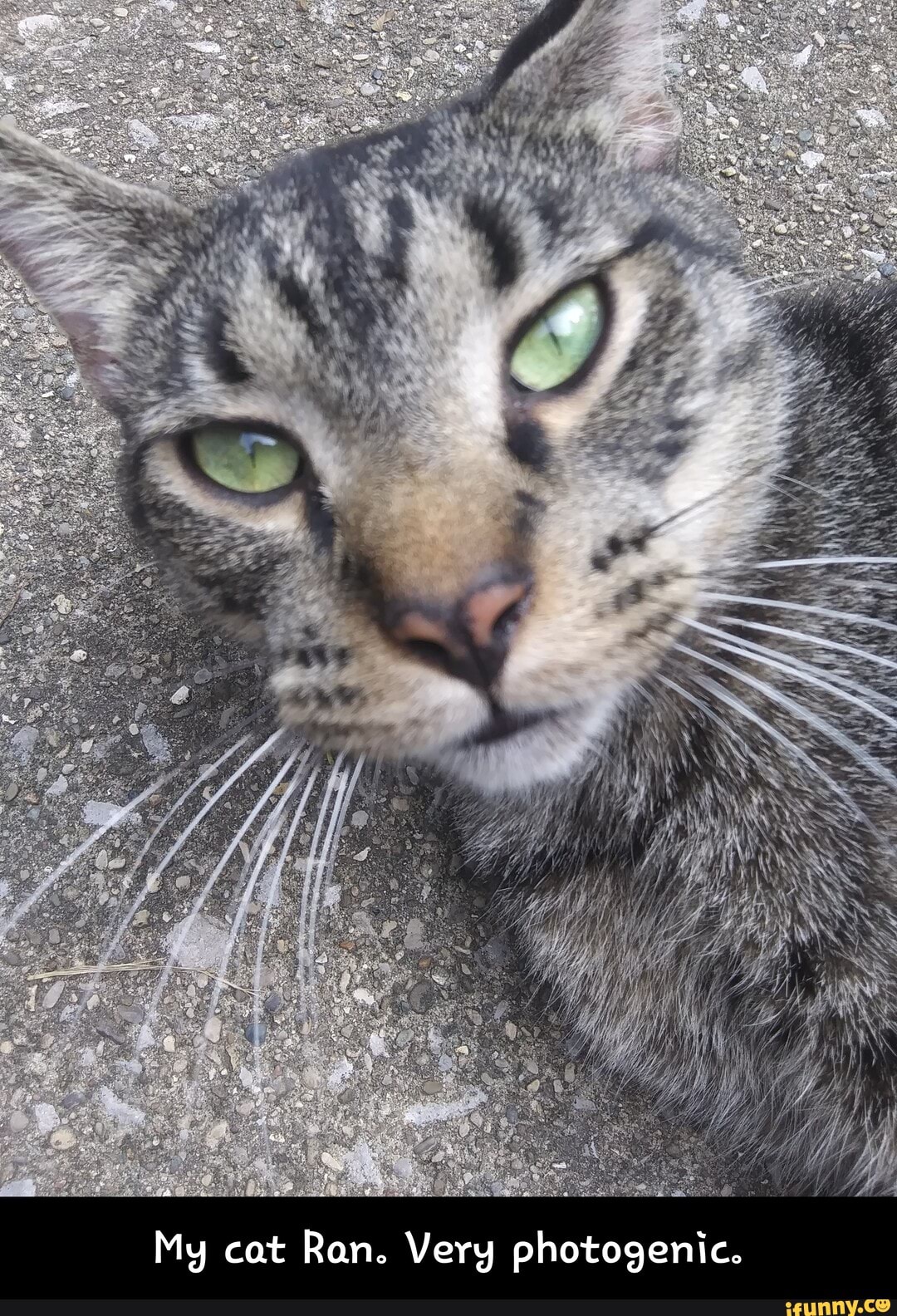 My cat Ran. Very photogenic. - My cat Ran. Very photogenic.