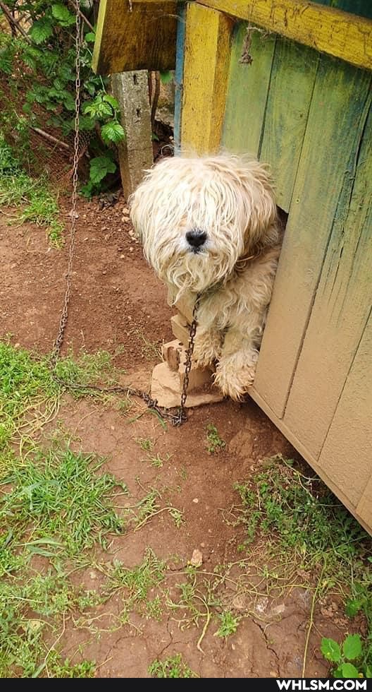 animal_rescue, rescuedog, dog, dogs