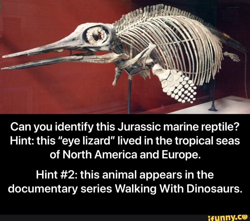Can you identify this Jurassic marine reptile?
Hint: this "eye lizard" lived in the tropical seas of North America and Europe.
Hint #2: this animal appears in the documentary series Walking With Dinosaurs. - Hint #2: this animal appears in the documentary series Walking With Dinosaurs.