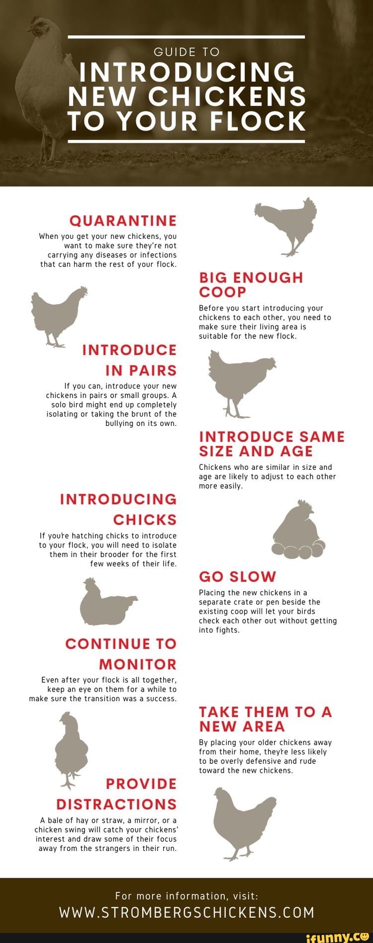 GUIDE TO INTRODUCING NEW NS NEW CHICK TO YOUR FLOCK QUARANTINE When you ...