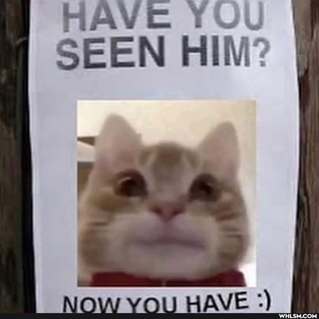 HAVE YOU SEEN HIM?
AImM1Ar vAiII WAVE