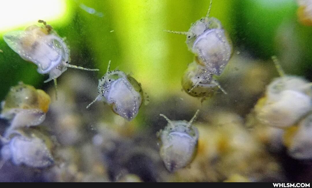 snails, aquarium, baby_animals, mysterysnail