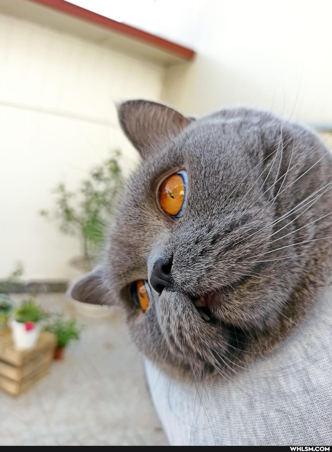 cat, caturday