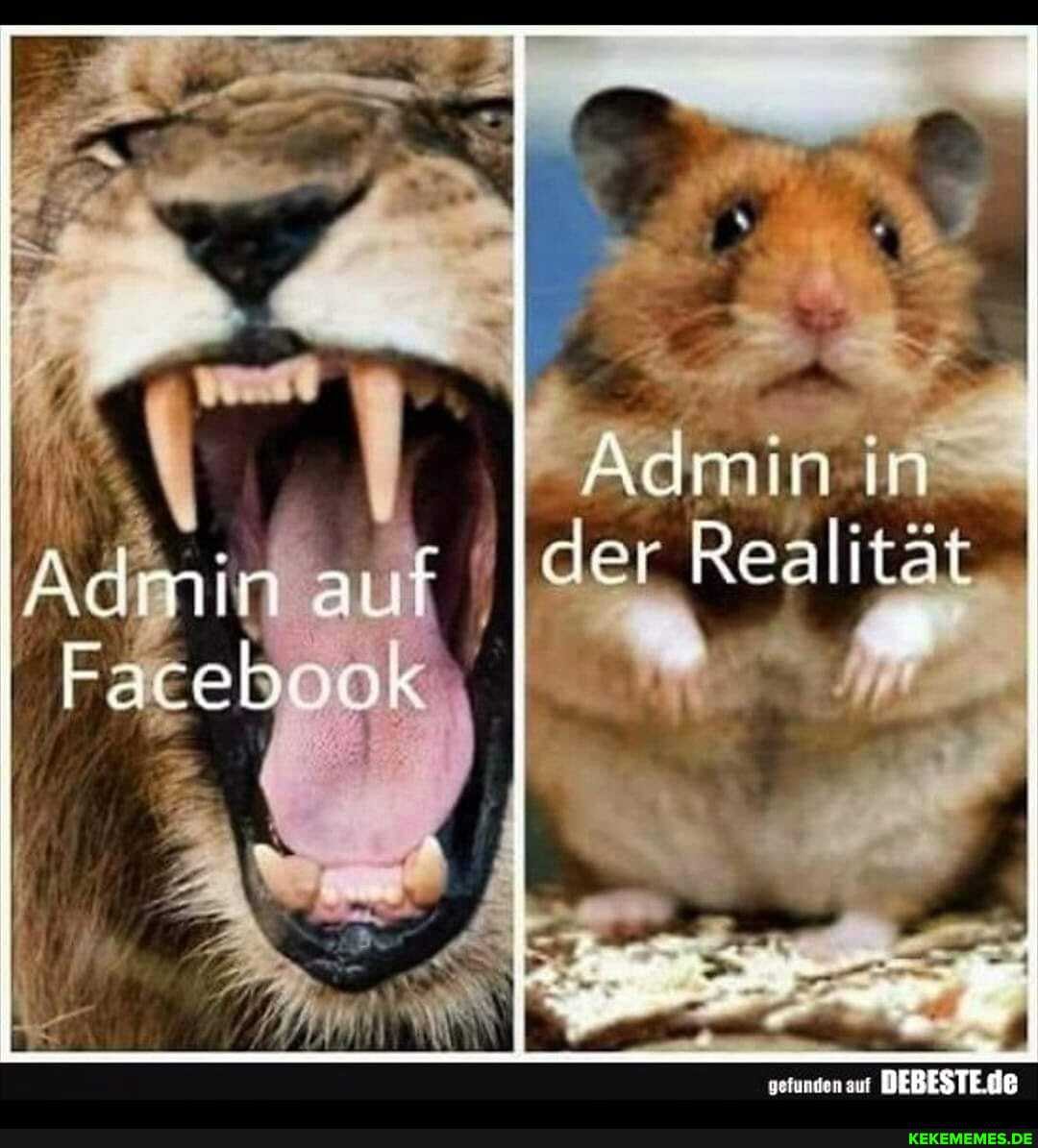 Admin auf
Admin in der Realität I
gerungen DEBESTENE