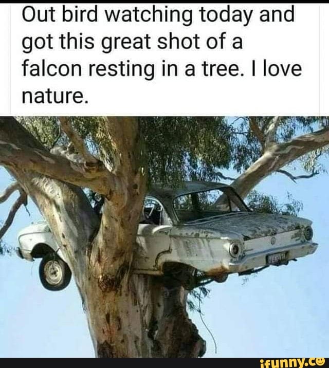 Out bird watching today and
got this great shot of a
falcon resting in a tree. I love nature.