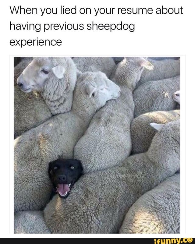 When you lied on your resume about
having previous sheepdog
experience