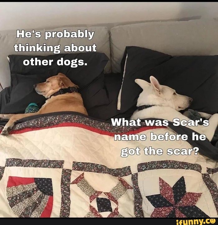 He's probably thinking about other dogs.
What was Scar's name before he fot the scar?