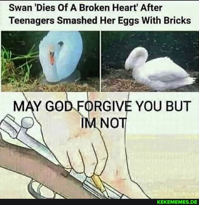 Swan 'Dies Of A Broken Heart' After
Teenagers Smashed Her Eggs With Bricks
ORGIVE YOU BUT
