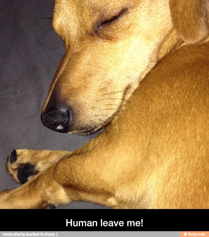 Human leave me! - Human leave me!