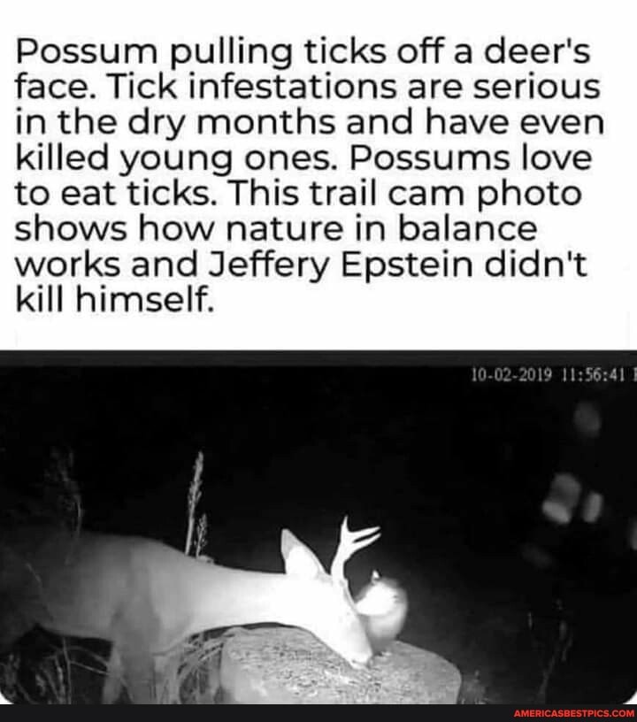 Possum pulling ticks off a deer's face. Tick infestations are serious