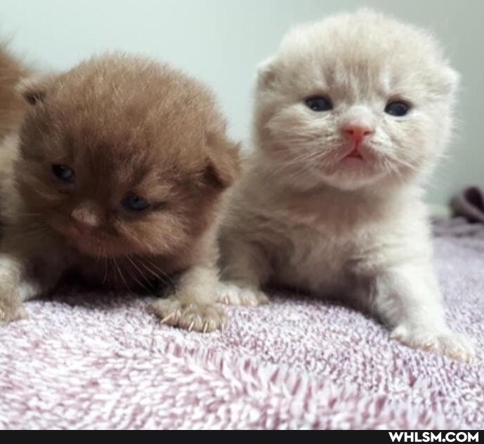 cats, kittens, love