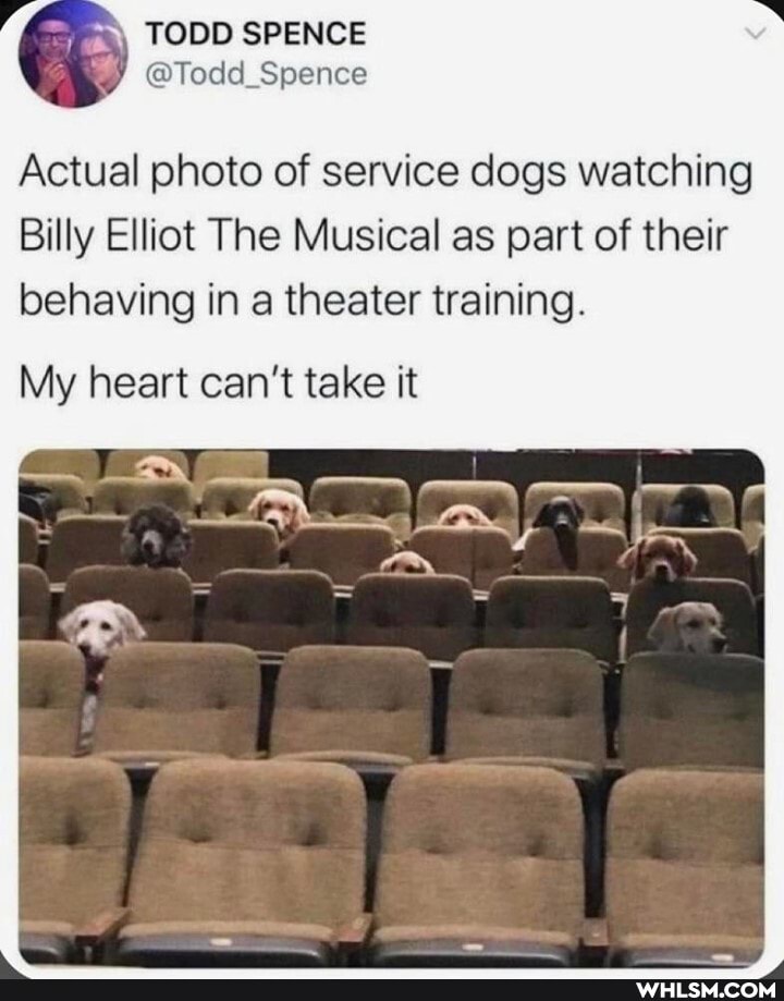 TODD SPENCE
(@Todd Spence
Actual photo of service dogs watching
Billy Elliot The Musical as part of their
behaving in a theater training.
My heart can't take it
-_Ar_.. L,