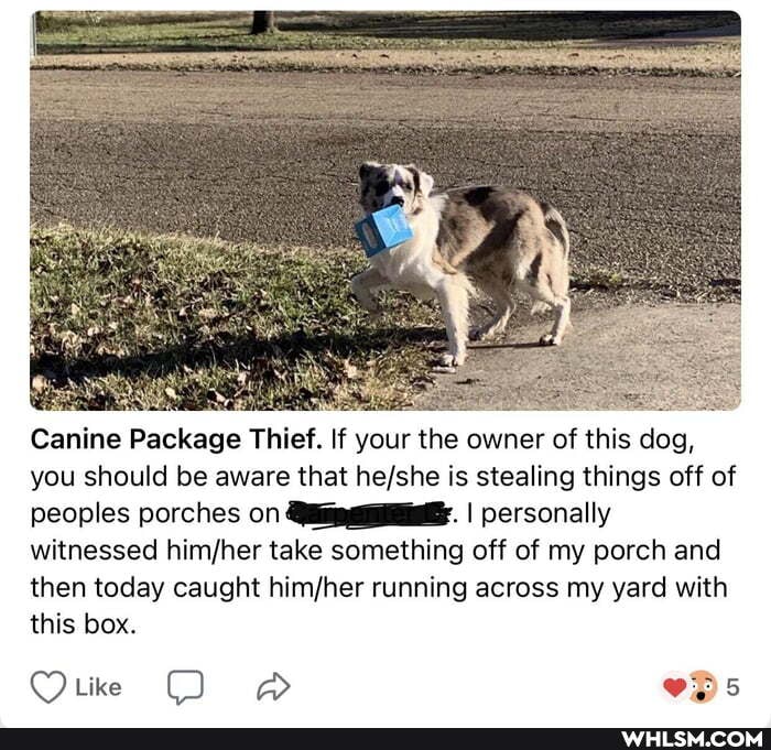 Canine Package Thief. If your the owner of this dog, you should be aware that is stealing things off of peoples porches on I personally witnessed take something off of my porch and then today caught running across my yard with this box.
Outre
OO PB