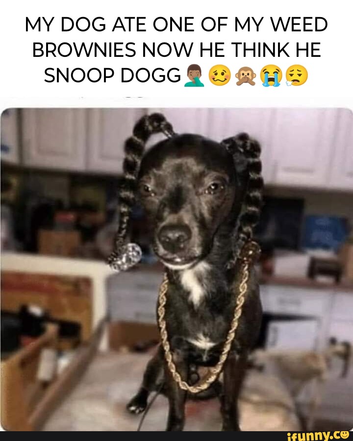 MY DOG ATE ONE OF MY WEED BROWNIES NOW HE THINK HE SNOOP DOGG seo.title