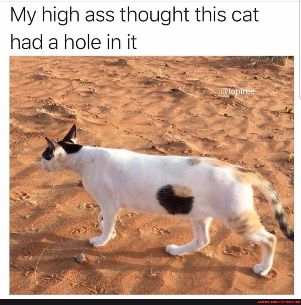 My high ass thought this cat had a hole in it