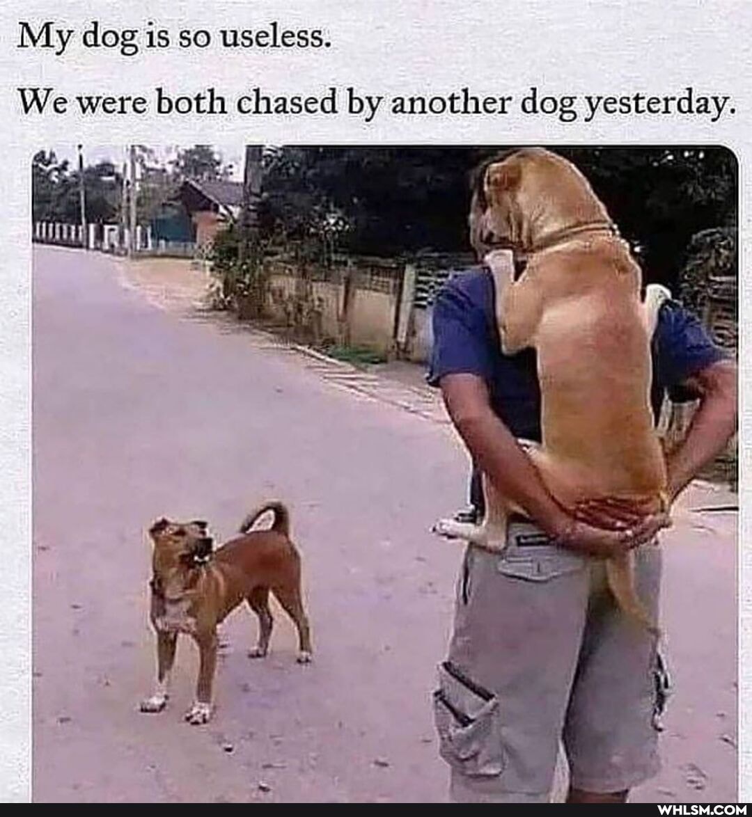My dog is so useless.
We were both chased by another dog yesterday.