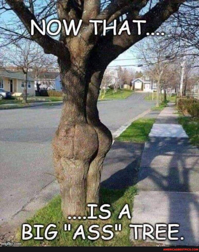 NOW THAT...
RTG "ASS" TREF