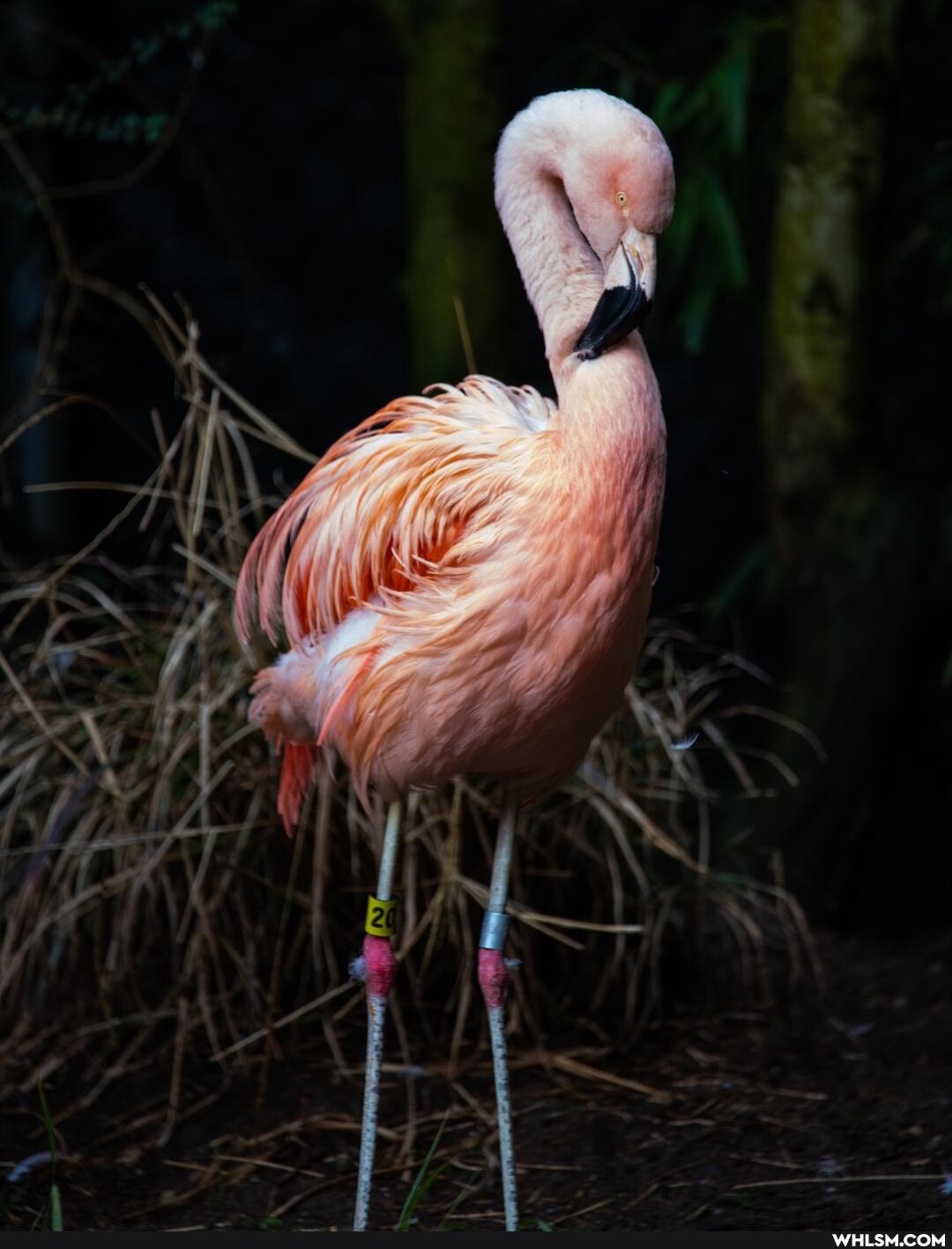photography, wildlife, zoo