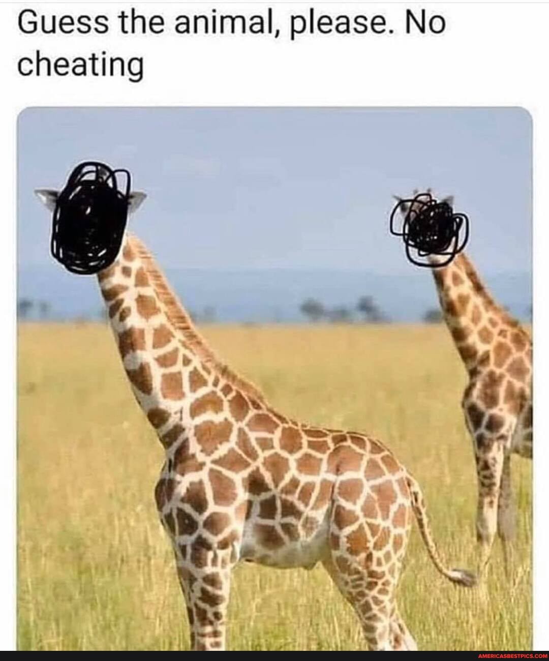 Guess the animal, please. No
cheating