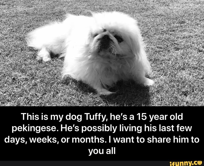 This is my dog Tuffy, he's a 15 year old pekingese. He's possibly living his last few days, weeks, or months. I want to share him to you all - This is my dog Tuffy, he’s a 15 year old pekingese. He’s possibly living his last few days, weeks, or months. I want to share him to you all